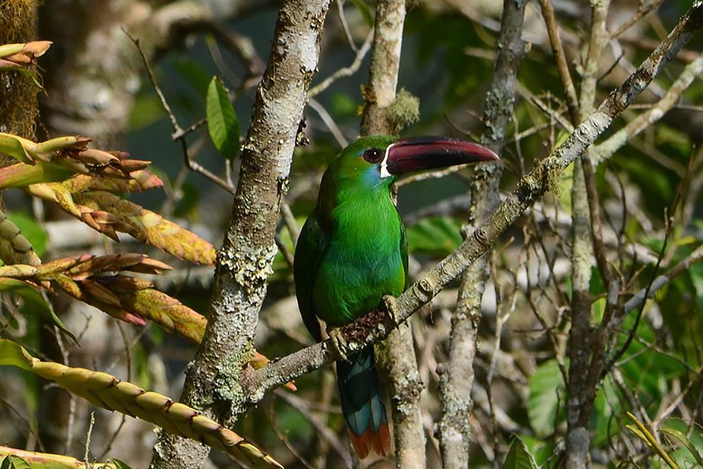 Kasaguadua - Reserva Natural Salento Zewnętrze zdjęcie